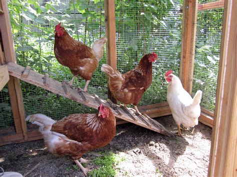 Backyard chickens - Another Backyard Chickens for Beginners tips is about managing chicken manure is all about minding the bedding. Consider that it absorbs both the manure substance and the moisture that goes along with it. Chicken manure is essentially made up of up to 85% water. This can be a huge source of problem when you are dealing with …